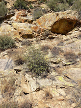 Load image into Gallery viewer, Ojai 1979 Oil Roller