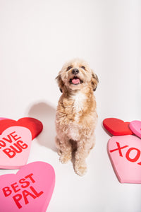 Big Love Market | Valentine's Pet Portraits